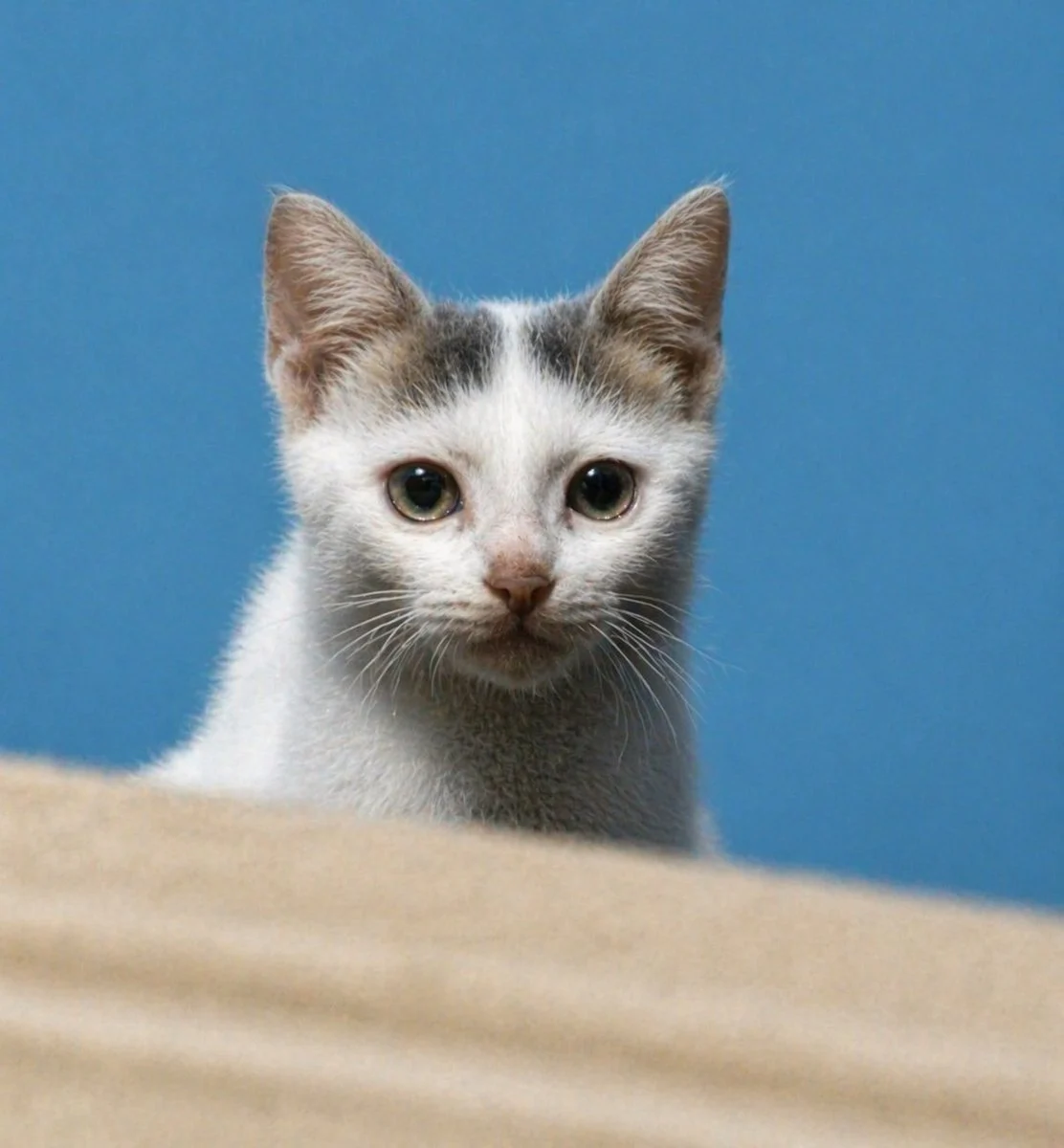 Restored kitten portrait with sharp fur, glossy eyes, whiskers, and a clean blue studio background