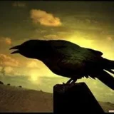 @crow_day