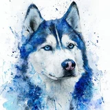 @husky__create