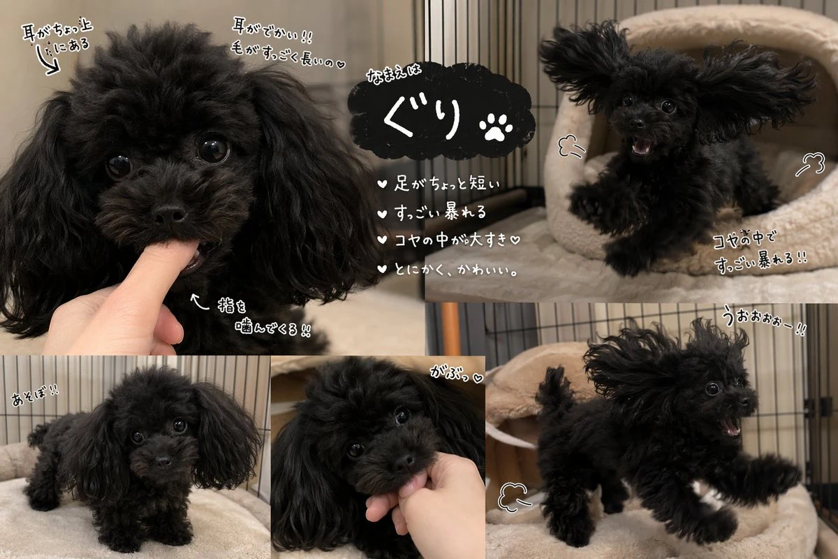 Cute Black Toy Poodle Collage infographic visual