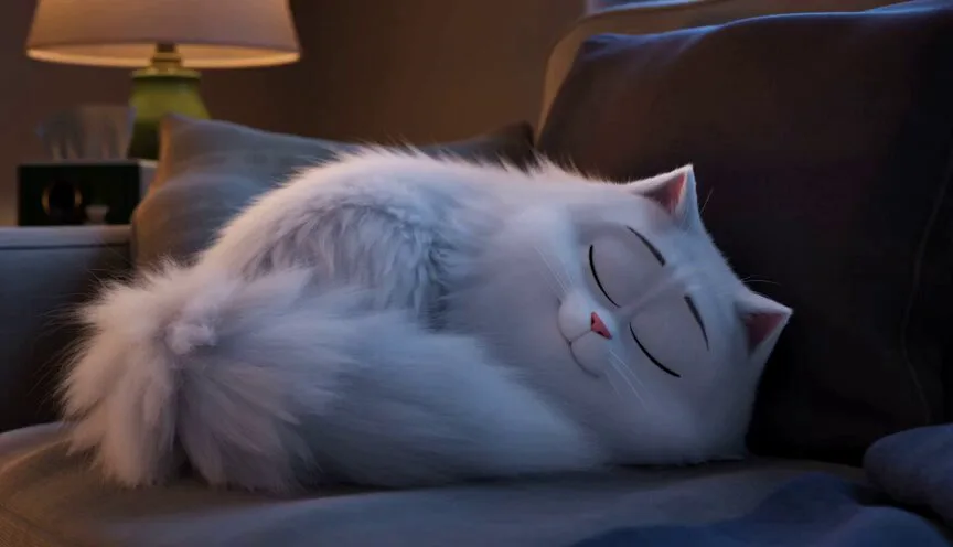 Seedance 2.0 video preview showing midnight cat zoomies comedy
